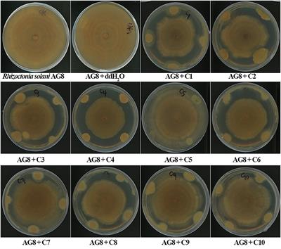 Synthetic microbial consortia derived from rhizosphere soil protect wheat against a soilborne fungal pathogen